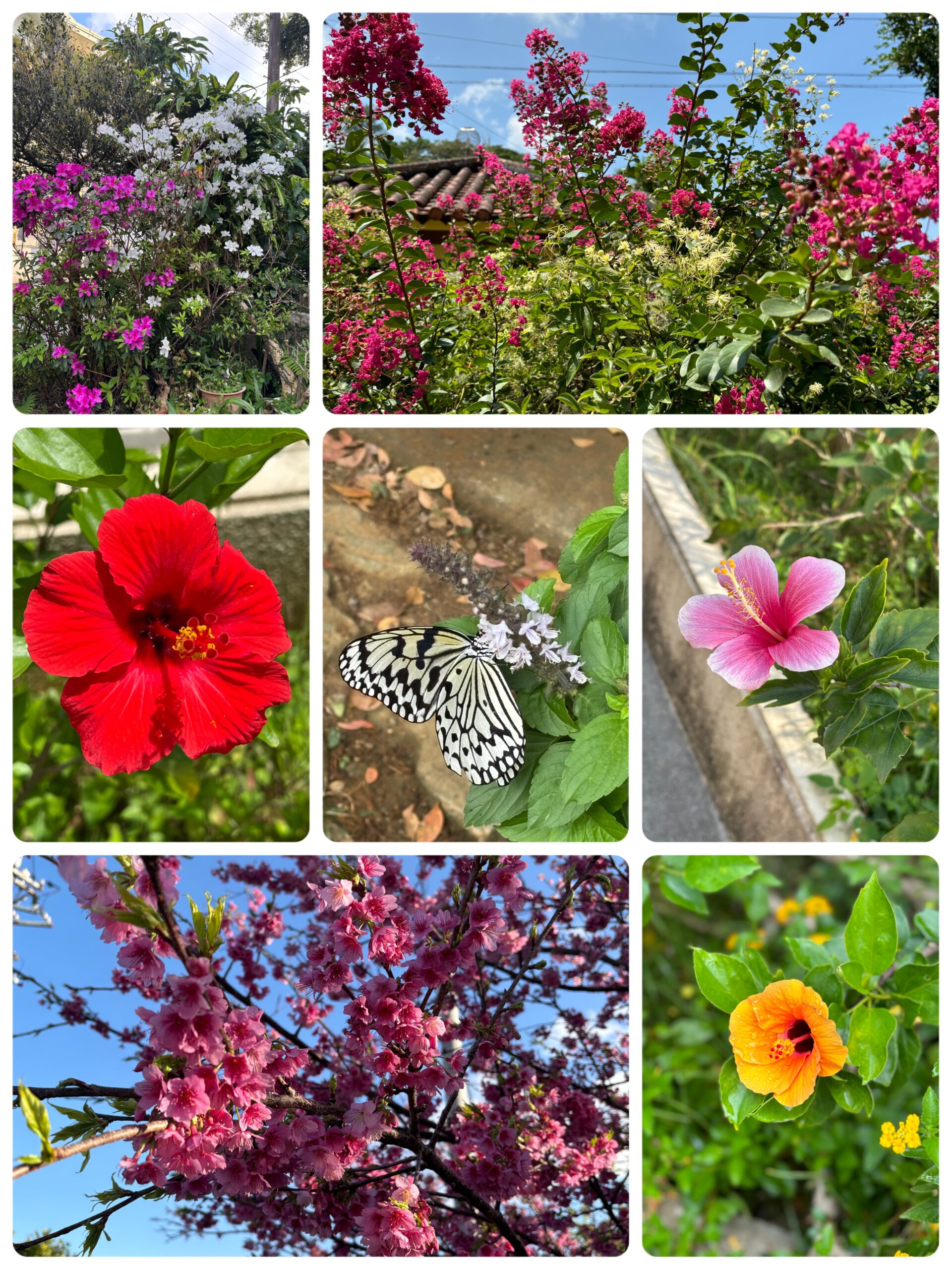 今帰仁で咲いていた季節の花々と、庭にやってきた蝶の写真をまとめたコラージュ。赤やピンクの花、蝶、緋寒桜などが写っている。
